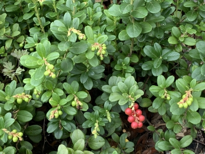 Lingonberry old and new fruits