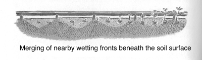 Wetting fronts, merging beneath surface