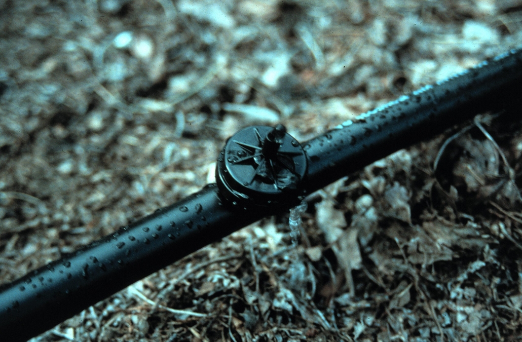 BEST GARDEN EVER, DROUGHT NOTWITHSTANDING Lee Reich