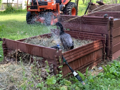 Compost sprinkler and duck