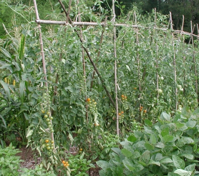 Row of Sungold tomatoes
