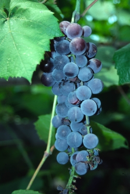 Swenson Red grape