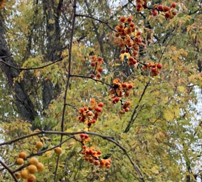 Bittersweet fruit arrangement