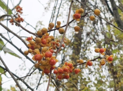 Bittersweet fruit, close up