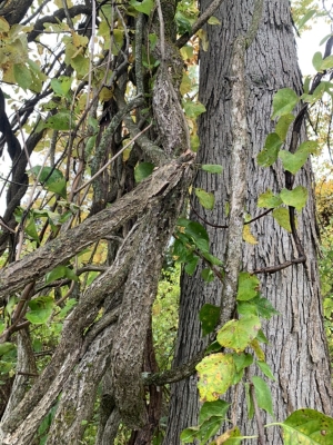 Bittersweet large stem