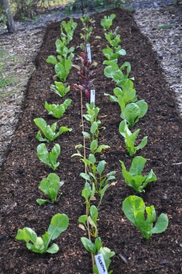 Endive & beets