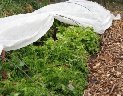 Endive under row cover