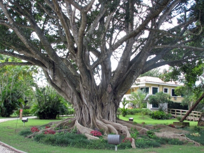 Weeping fig in Puerto Rico