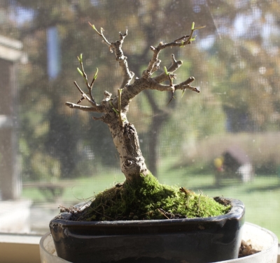 Bonsai fig