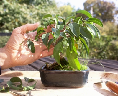 Admiring my bonsai fig