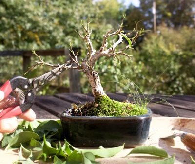 Pruning branches