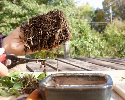 Trimming roots