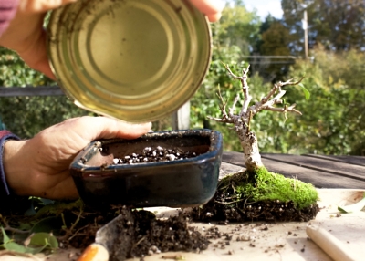 New soil in fig pot