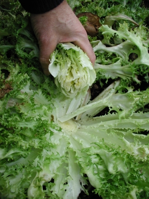 Blanched endive