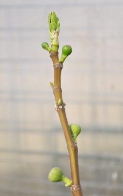 Young breba figs