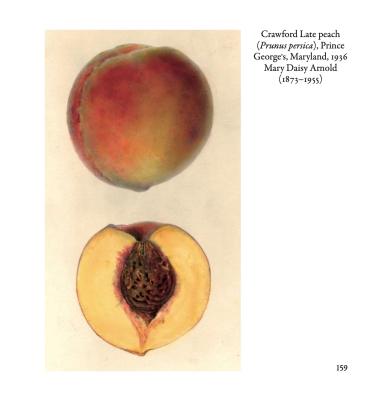 Crawford Late peach