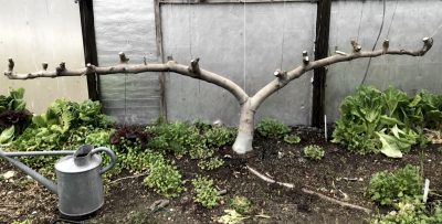 Pruned greenhouse fig