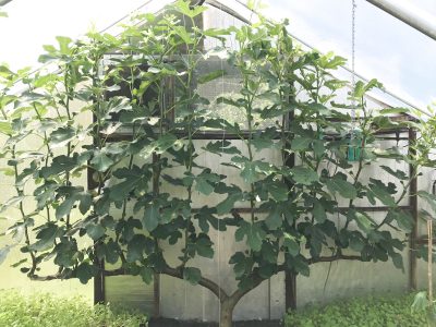 Fig espalier in greenhouse