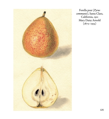 Forella pear