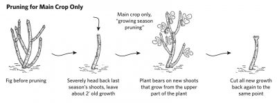 Pruning fig for main crop