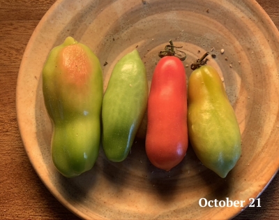 Ripening tomatoes, Oct. 21