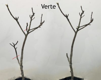 Pruning Verte fig