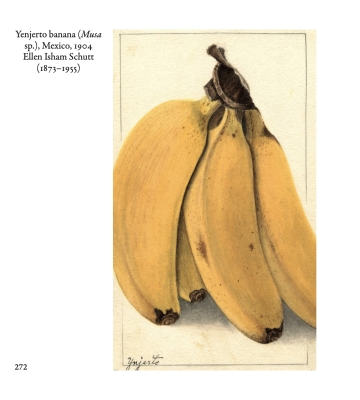 Yenjerto banana