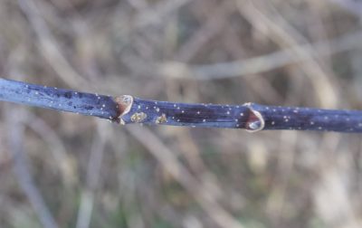 Boxelder stem