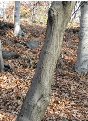 American hornbeam bark