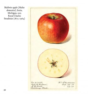 Baldwin apple