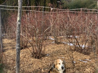 Blueberries, wood chip mulch