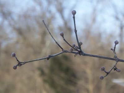 Cornus mas buds