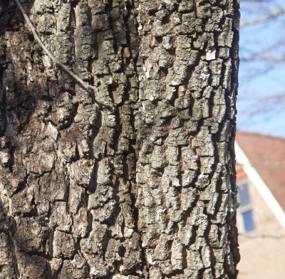 Persimmon bark