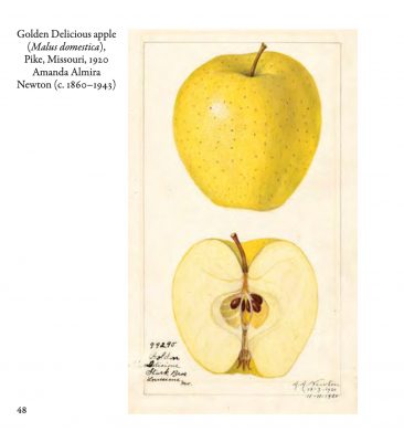 Golden Delicious apple