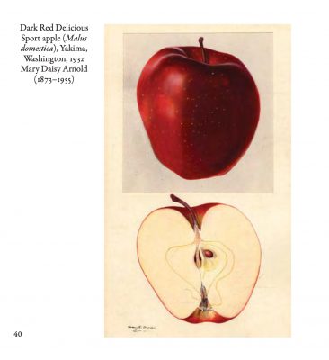 Red Delicious sport