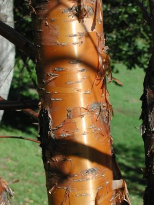 Paperbark maple bark