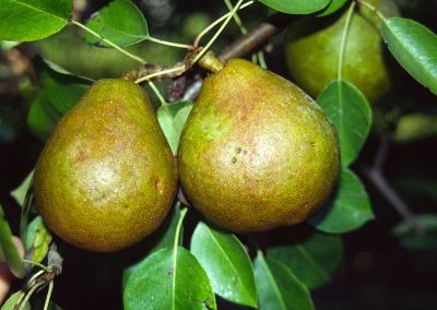 Magness pear
