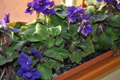 Pebble tray of African violets