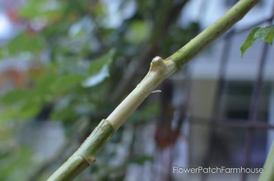 Removing bark from stem