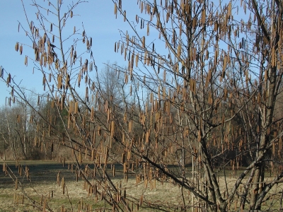 Hazelnut catkins