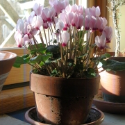 Hardy cyclamen in pot