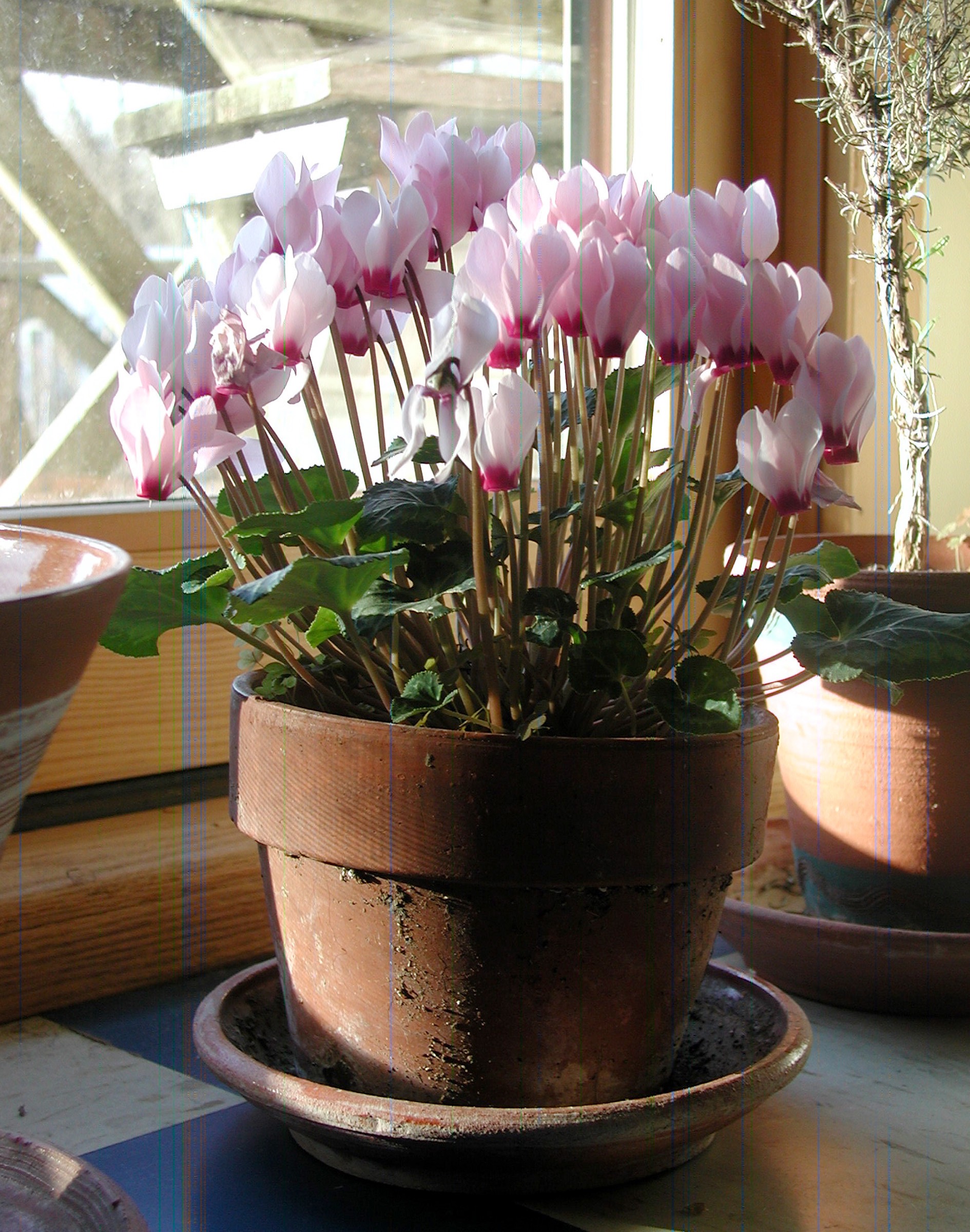 Hardy cyclamen in pot