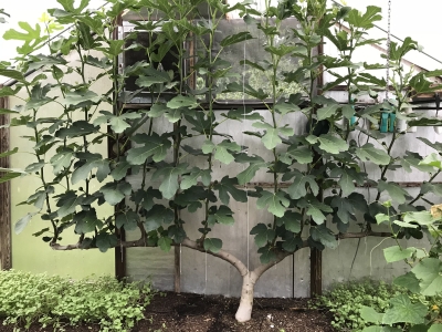 Greenhouse fig trained as espalier