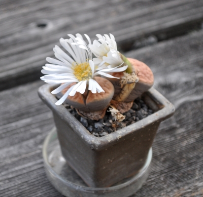 Lithops in bloom, almost never repotted
