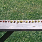 Gooseberries on a bench