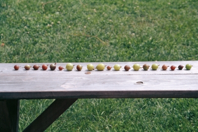 Gooseberries on a bench