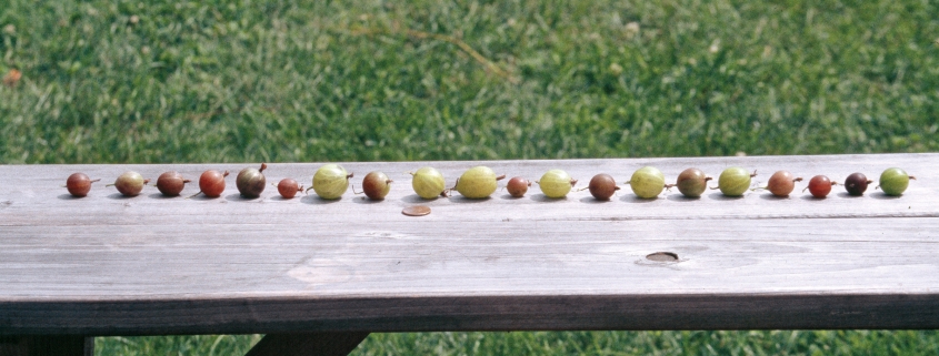 Gooseberries on a bench