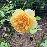 Golden Celebration rose