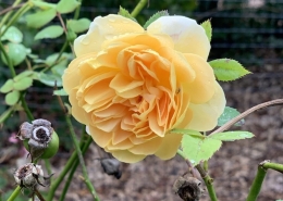 Golden Celebration rose