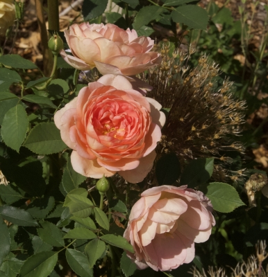 Lady of Shallot rose